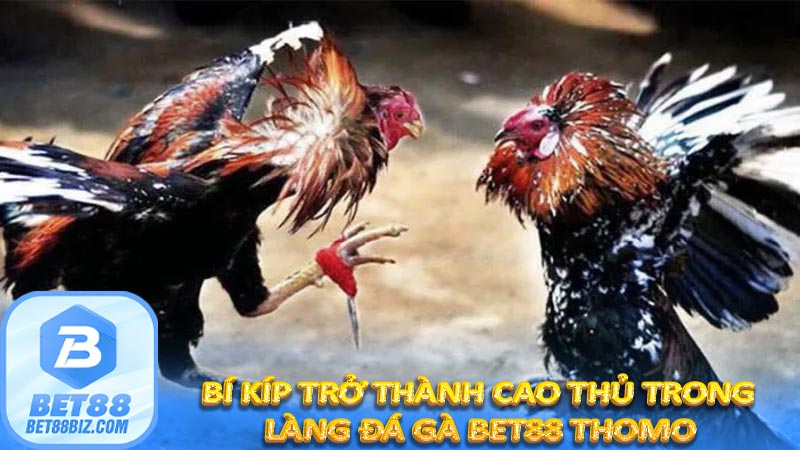 Bí kíp trở thành cao thủ trong làng đá gà Bet88 Thomo